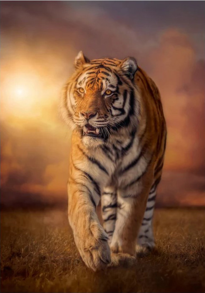 Пазл. Тигр, 1500 эл. (Clementoni)